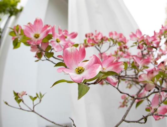 Pink dogwood flowers in front of a column of the UGA Chapel